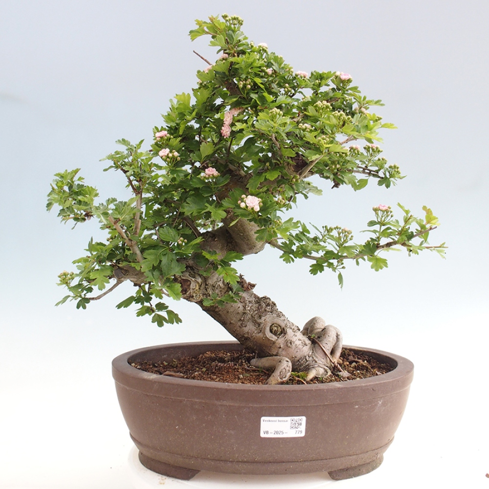 Venkovní bonsai - Hloh  - Crataegus laevigata Paula