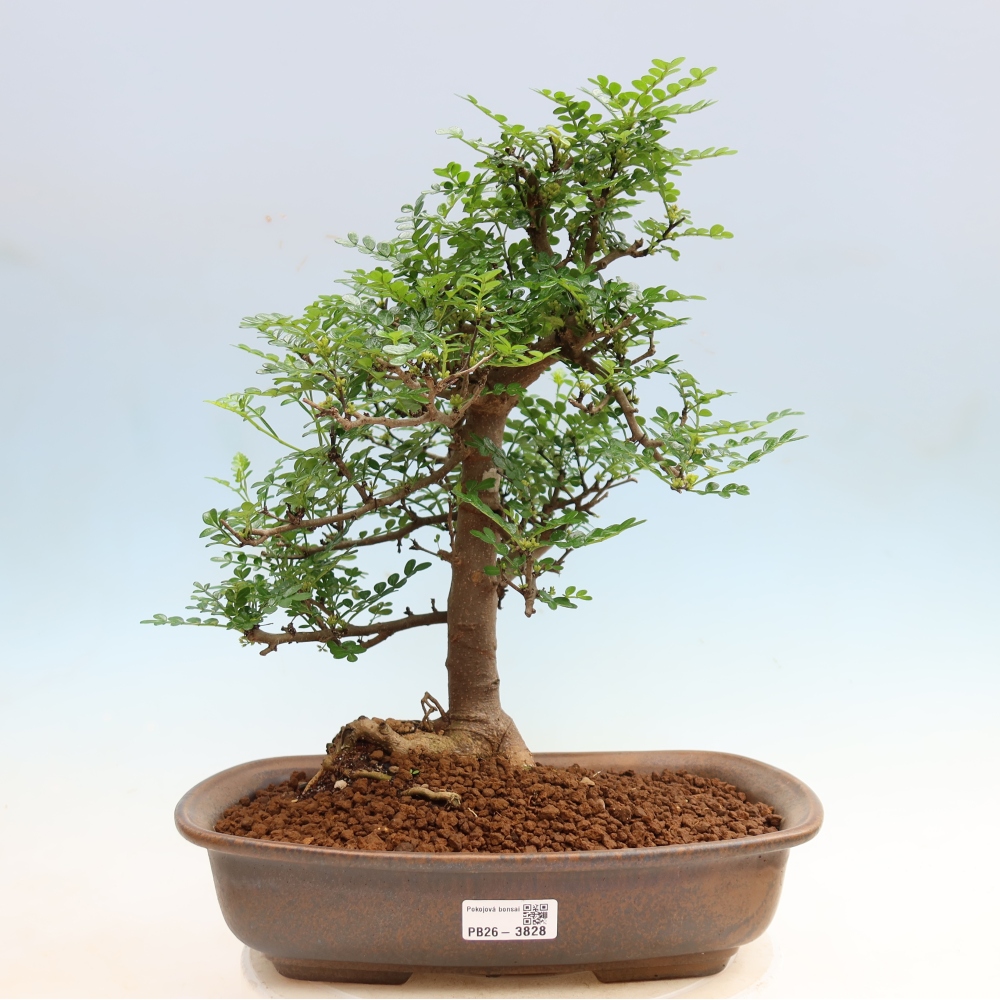 Pokojová bonsai - Zantoxylum piperitum - Pepřovník