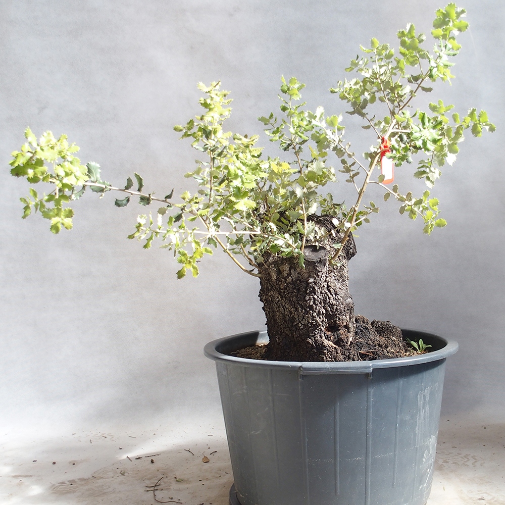 Venkovní bonsai Quercus Cerris - Dub Cer