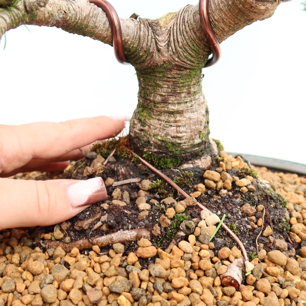 Venkovní bonsai - Pinus mugo Humpy  - Borovice kleč