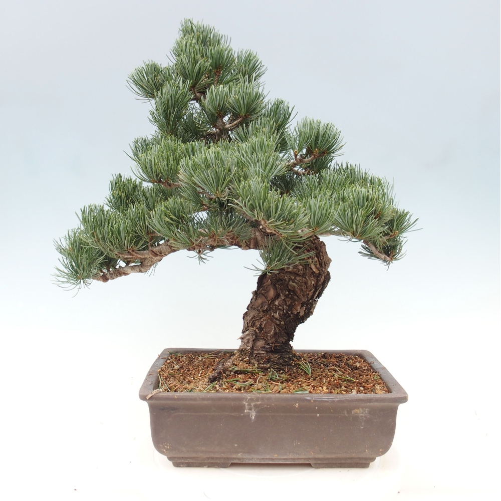 Venkovní bonsai - Pinus parviflora - Borovice drobnokvětá