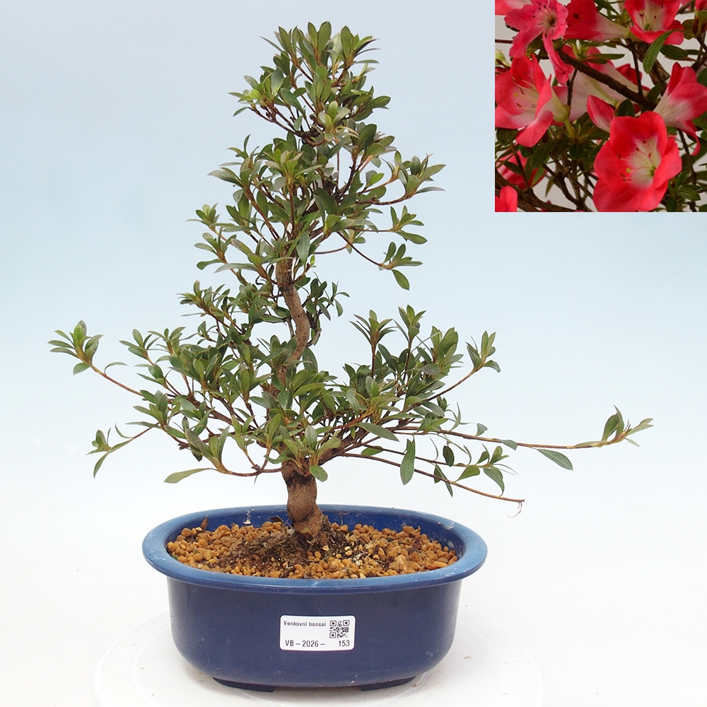 Venkovní bonsai - Japonská azalka - Azalea Beniko