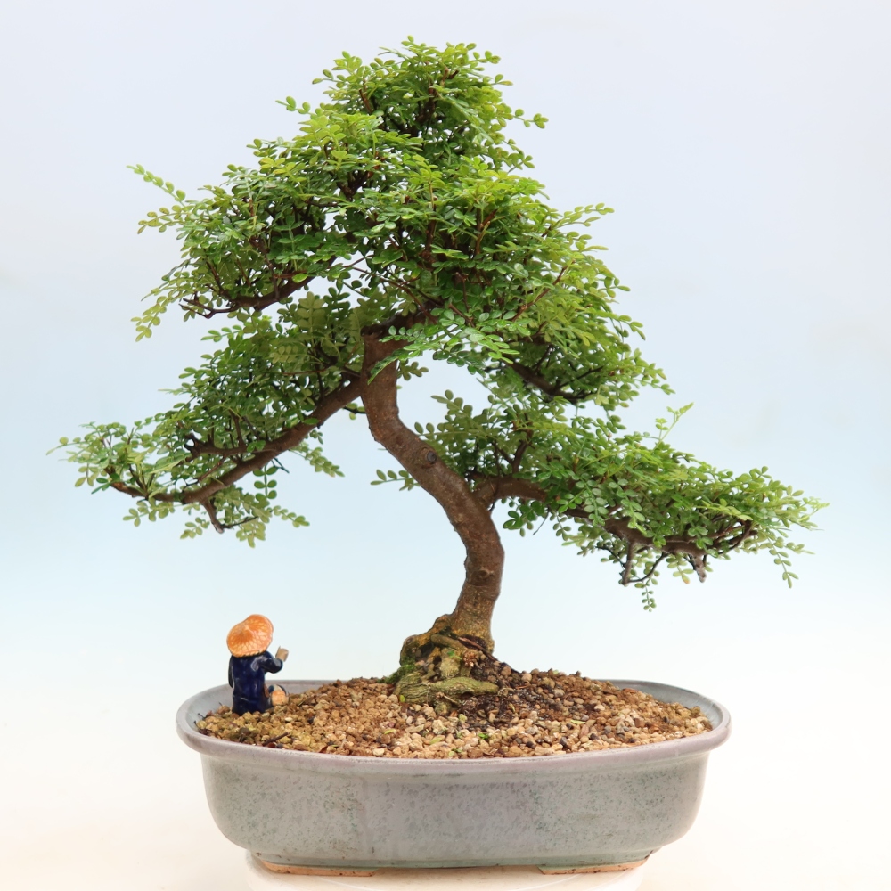 Pokojová bonsai - Zantoxylum piperitum - pepřovník