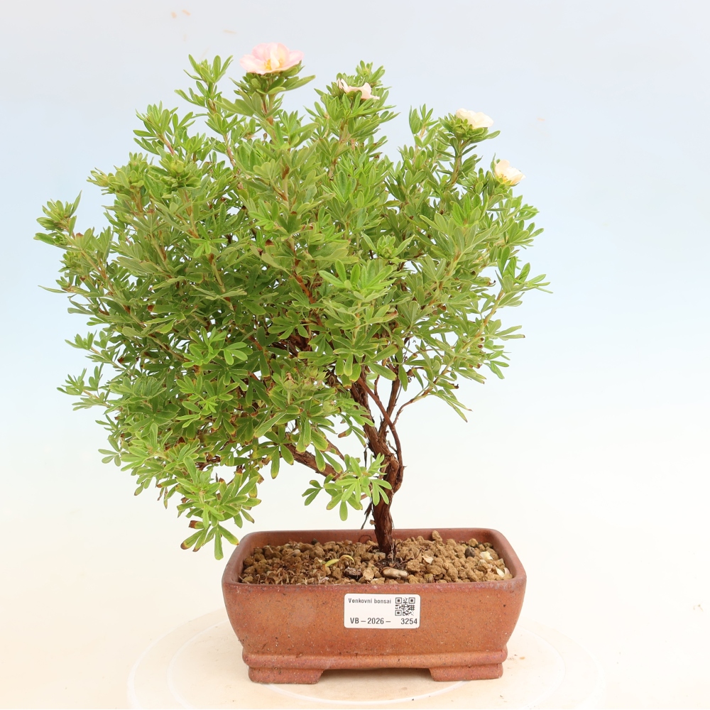 Venkovní bonsai-Mochna křovitá - Potentila fruticosa Bellissima