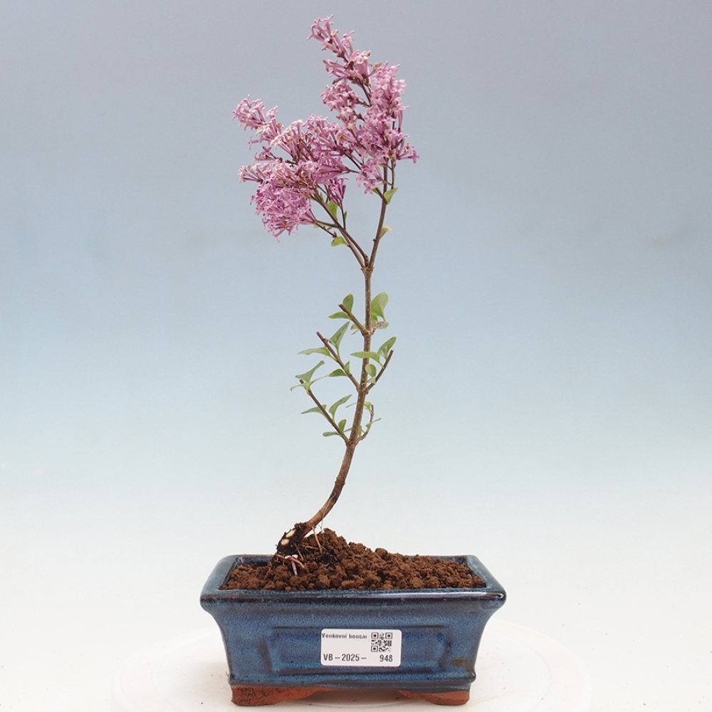 Venkovní bonsai - Syringa Meyeri Palibin - Šeřík Meyerův