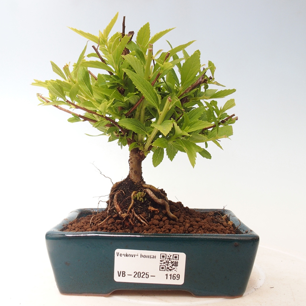 Venkovní bonsai -malolistý tavolník - Spirea japonica GENPSI