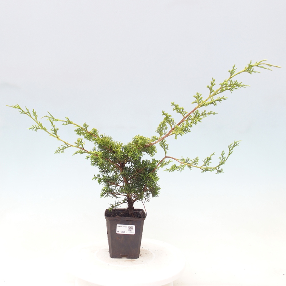 Venkovní bonsai - Juniperus chinensis Itoigawa -Jalovec čínský