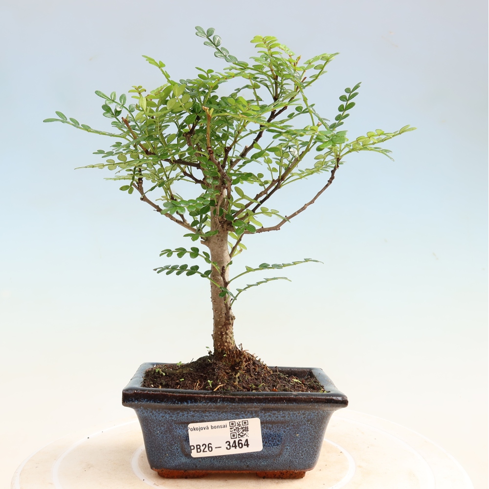 Pokojová bonsai - Zantoxylum piperitum - pepřovník