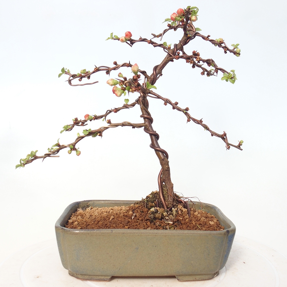 Venkovní bonsai - Chaneomeles s. Red Joy - Kdoulovec 