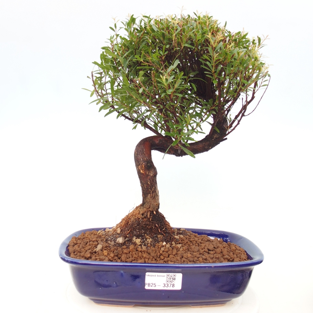 Pokojová bonsai - Syzygium - Pimentovník