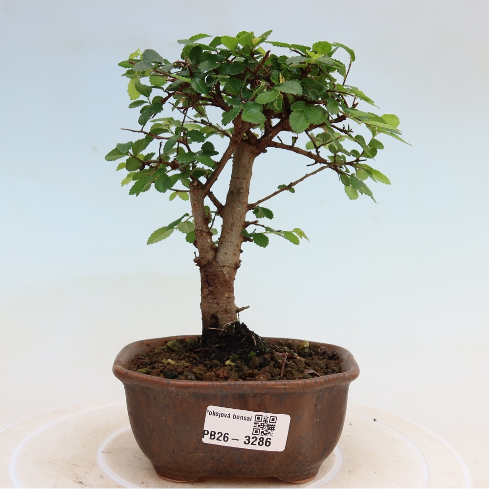 Pokojová bonsai - Ulmus parvifolia - Malolistý jilm