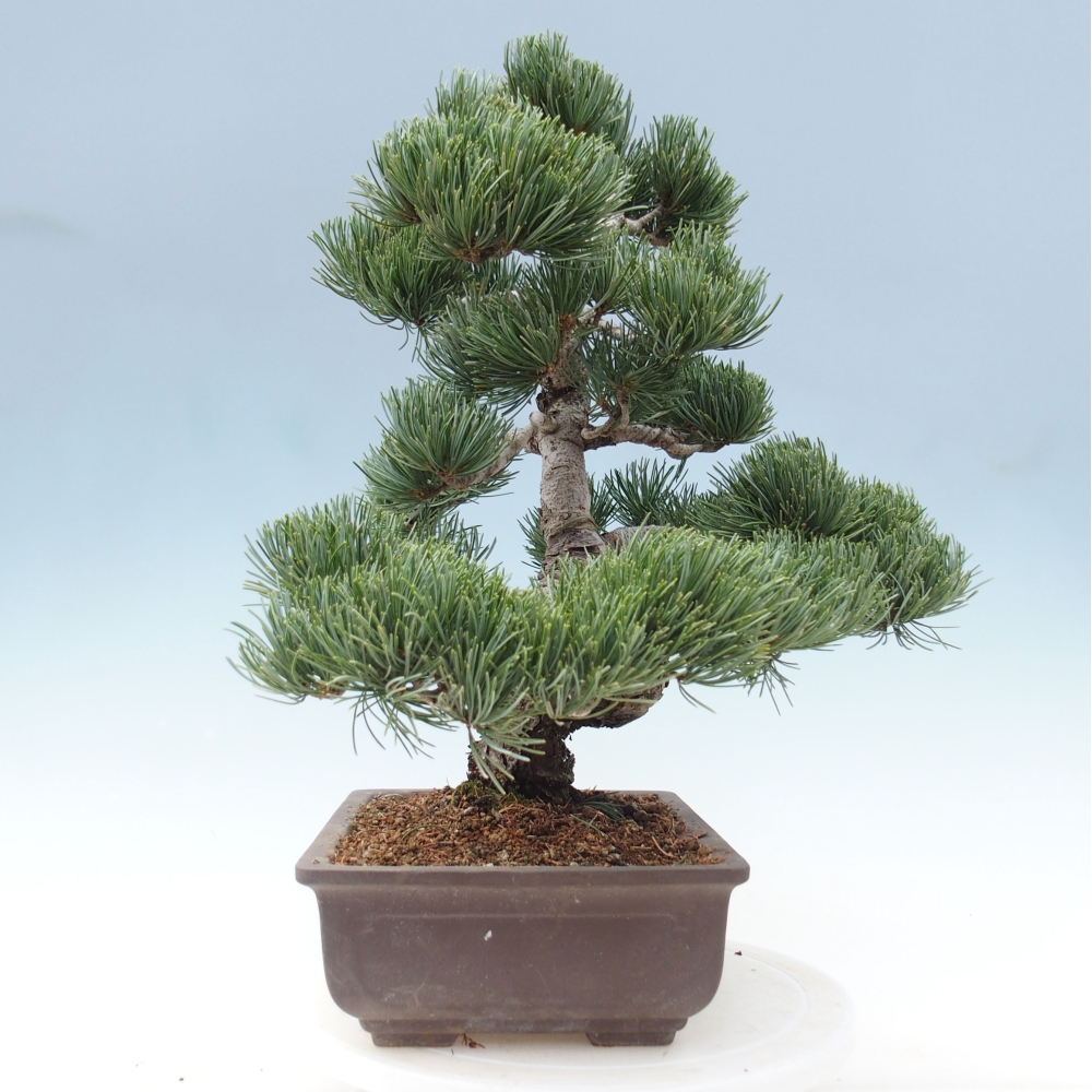 Venkovní bonsai - Pinus parviflora - Borovice drobnokvětá