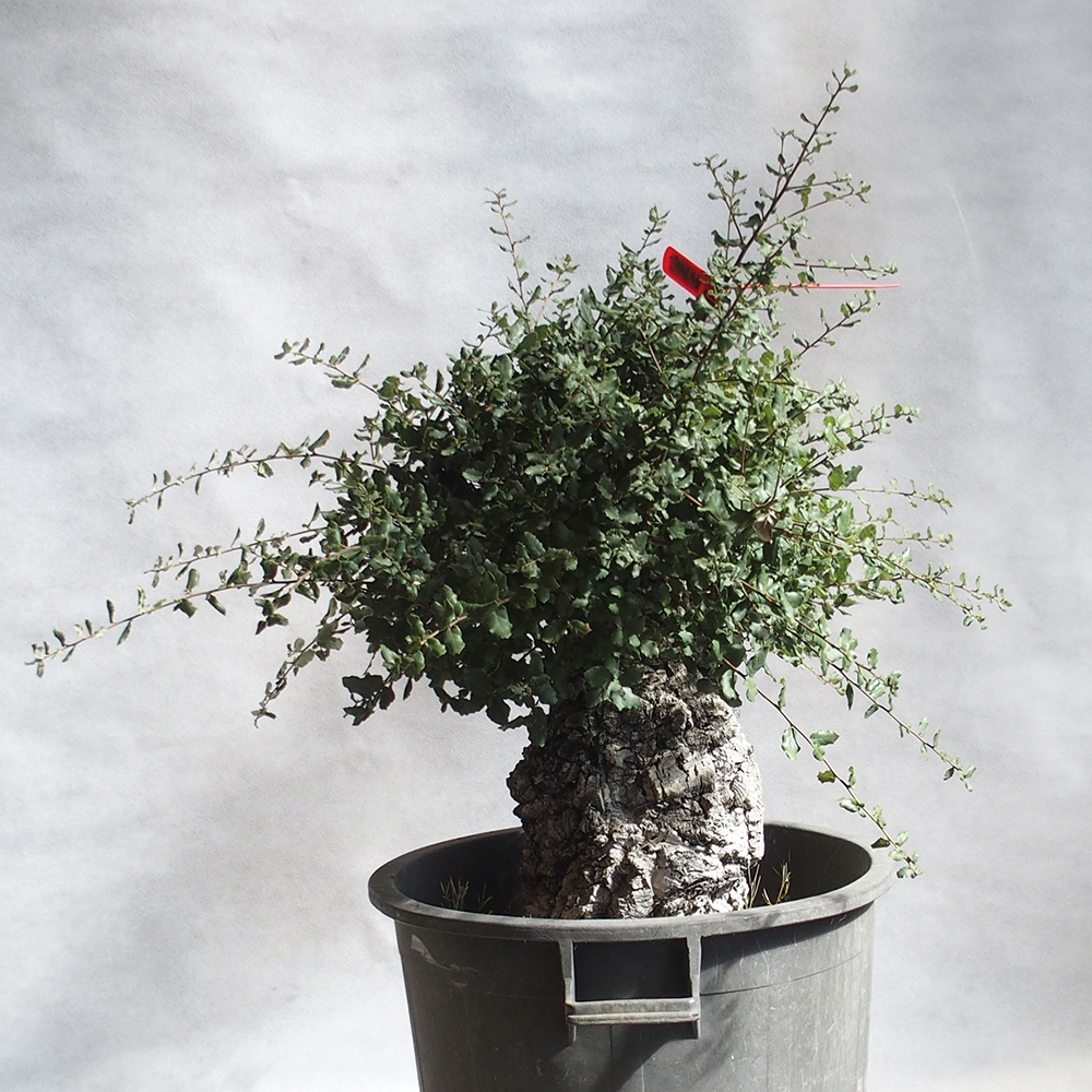 venkovní bonsai Quercus suber - Korkový dub