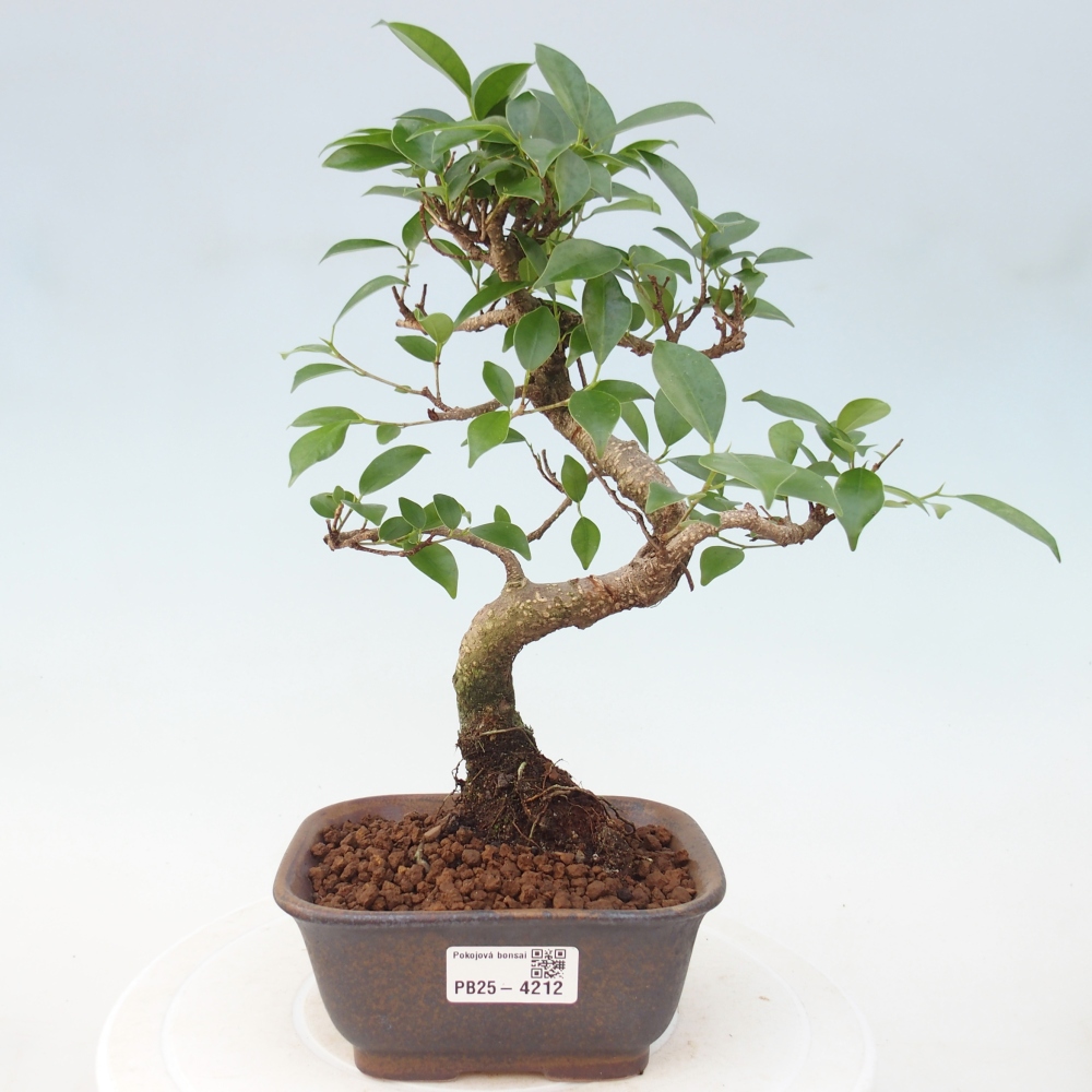 Pokojová bonsai - Ficus retusa -  malolistý fíkus