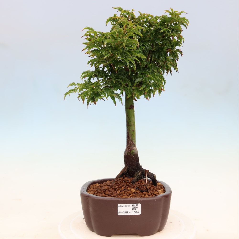Venkovní bonsai -Javor dlanitolistý Acer palmatum Shishigashira