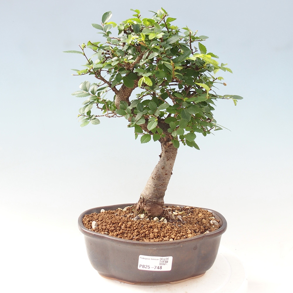 Pokojová bonsai - Ulmus parvifolia - Malolistý jilm