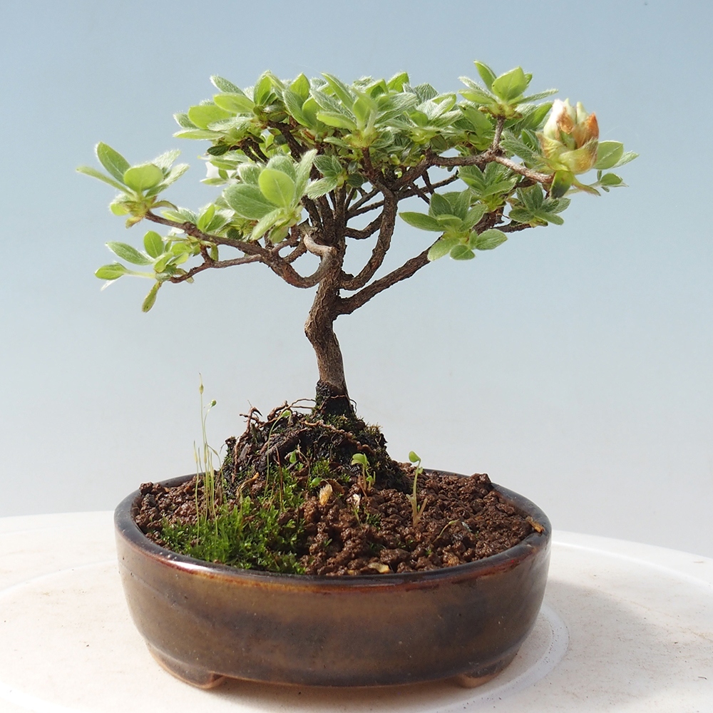 Venkovní bonsai - Rhododendron indicum - Japonská azalka