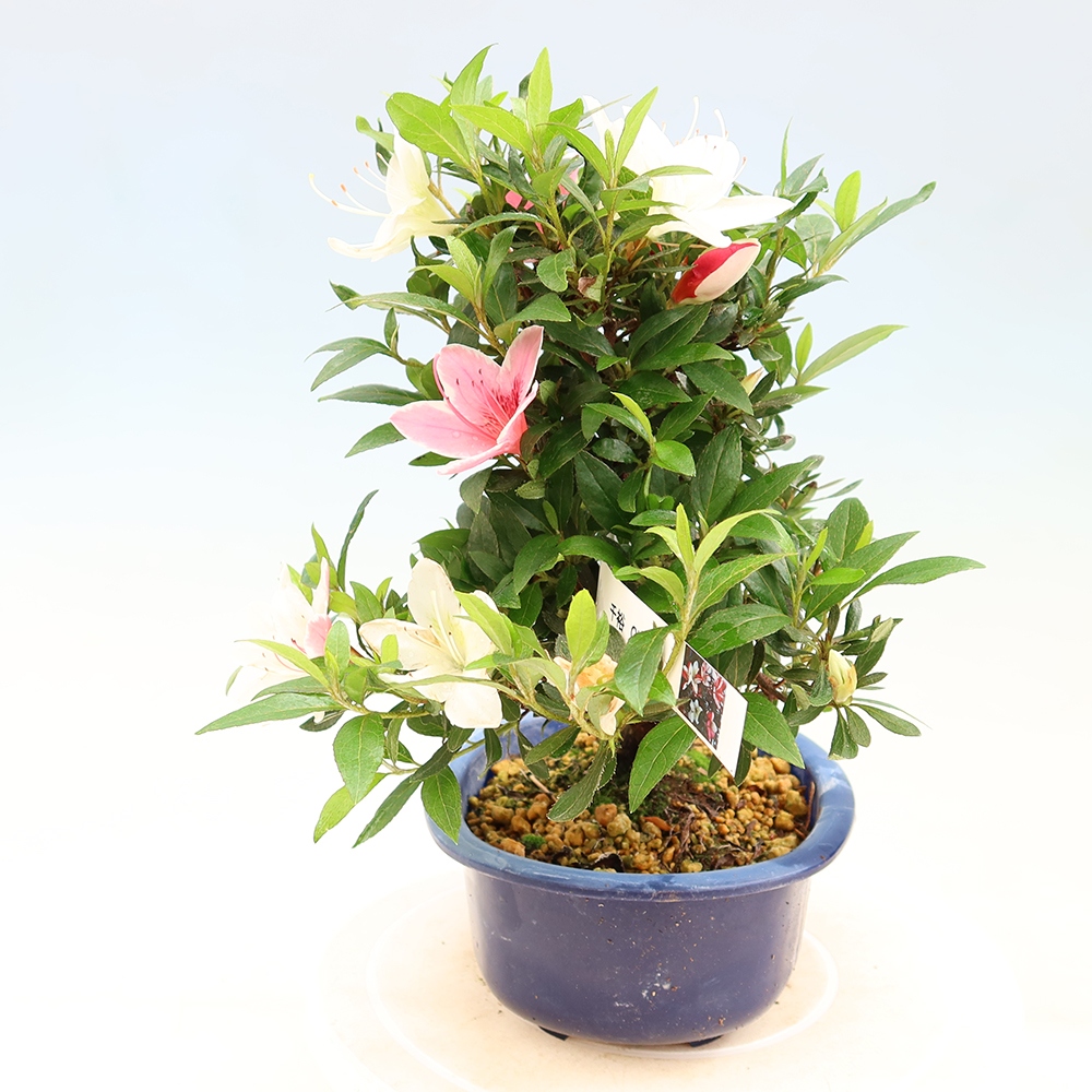 Venkovní bonsai - Japonská azalka - Azalea CHIHIRO