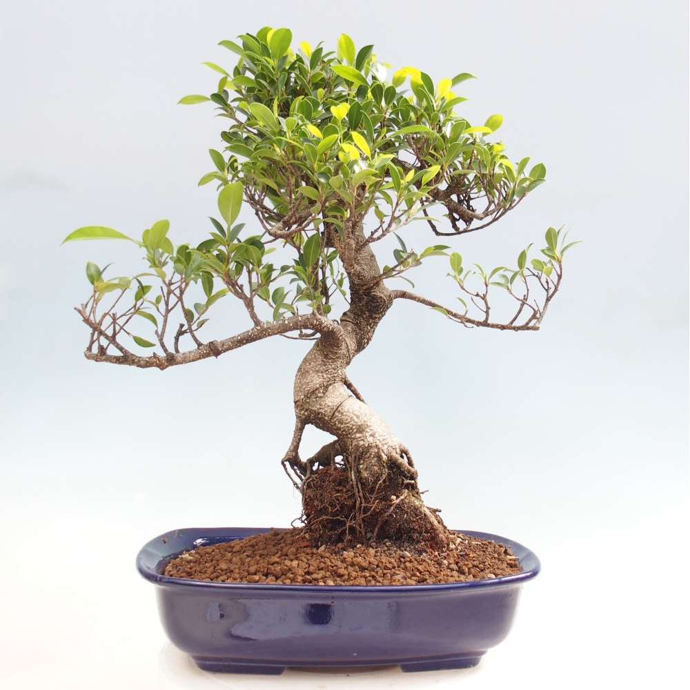 Pokojová bonsai - Ficus kimmen -  malolistý fíkus