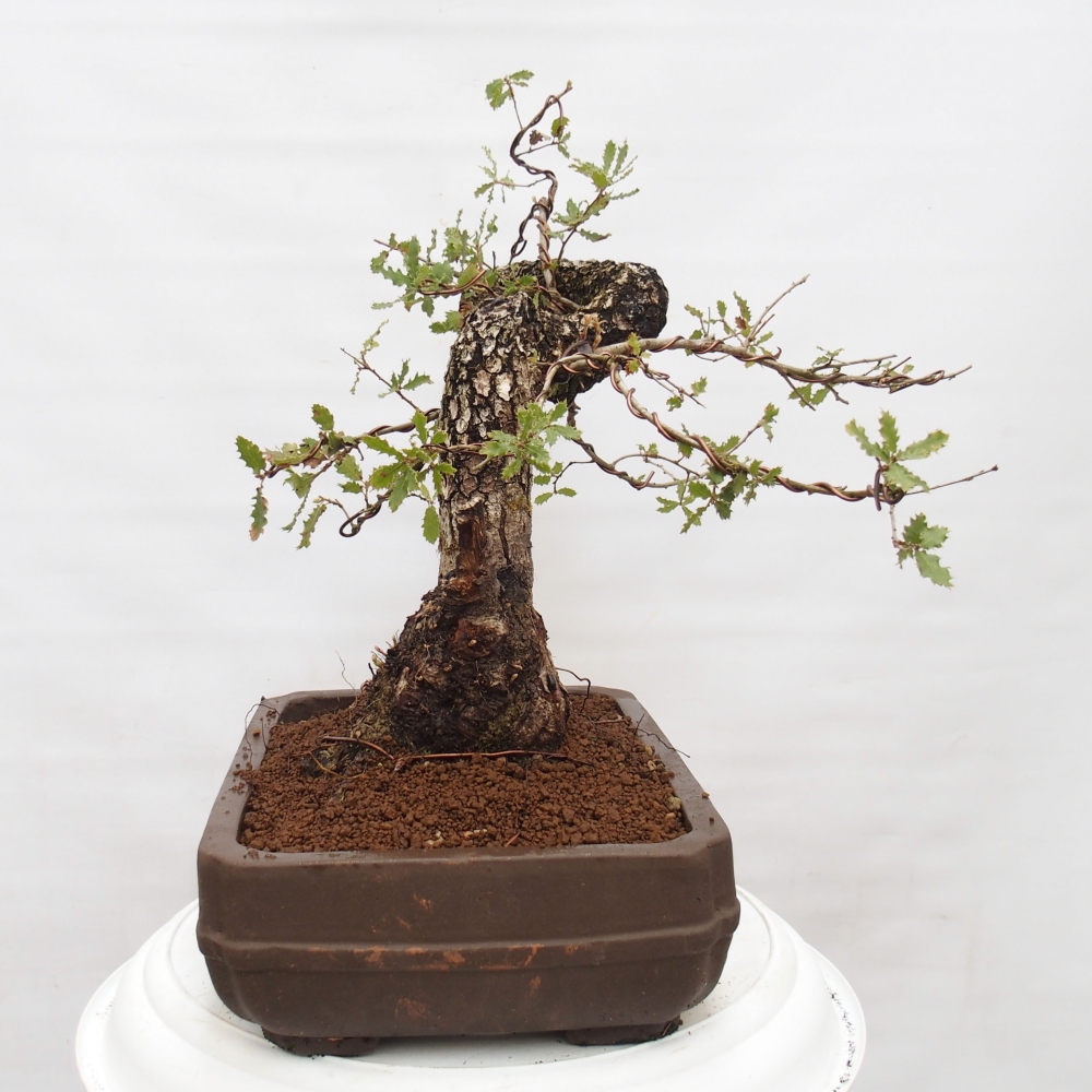 Yamadori - Quercus Ilex -Dub cesmínovitý