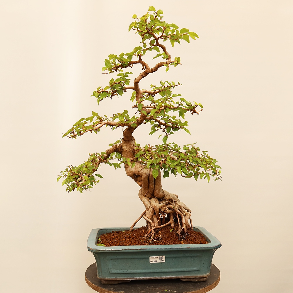 Venkovní bonsai -Carpinus Coreana - Habr korejský