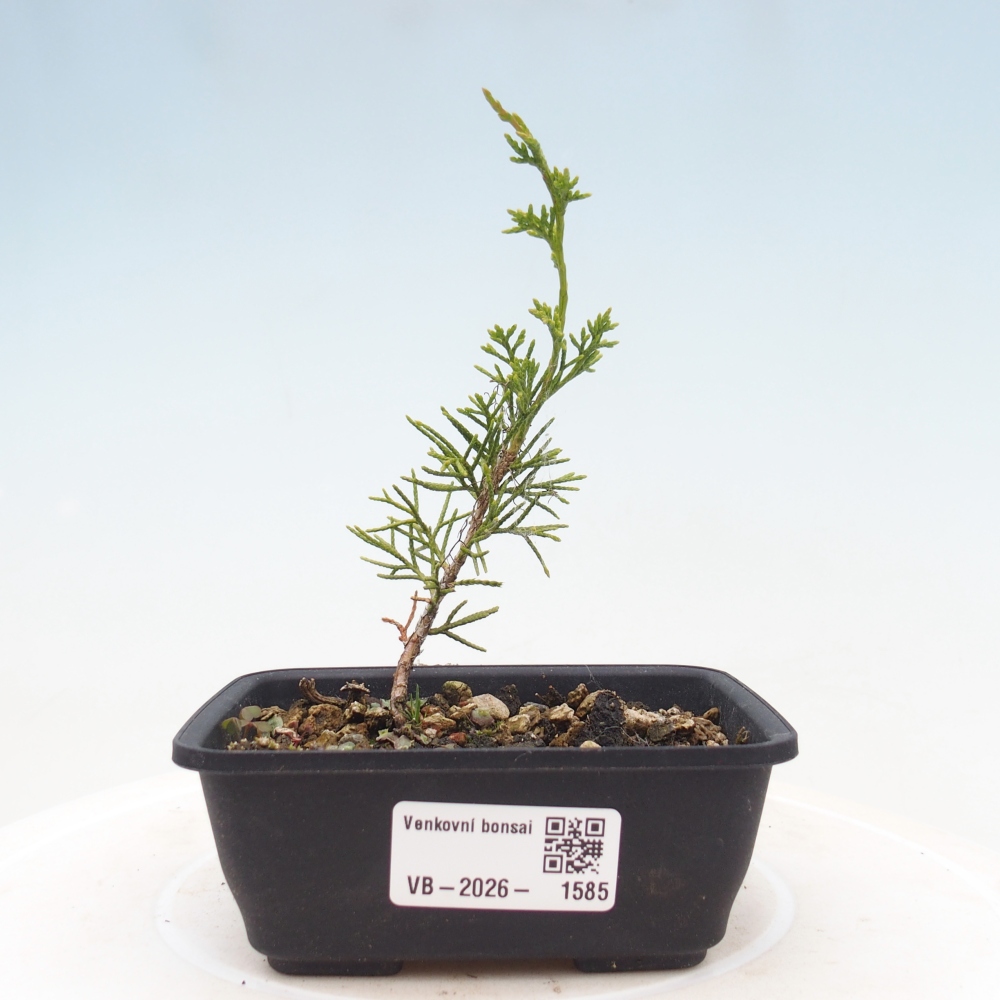 Venkovní bonsai - Juniperus chinensis Itoigawa -Jalovec čínský