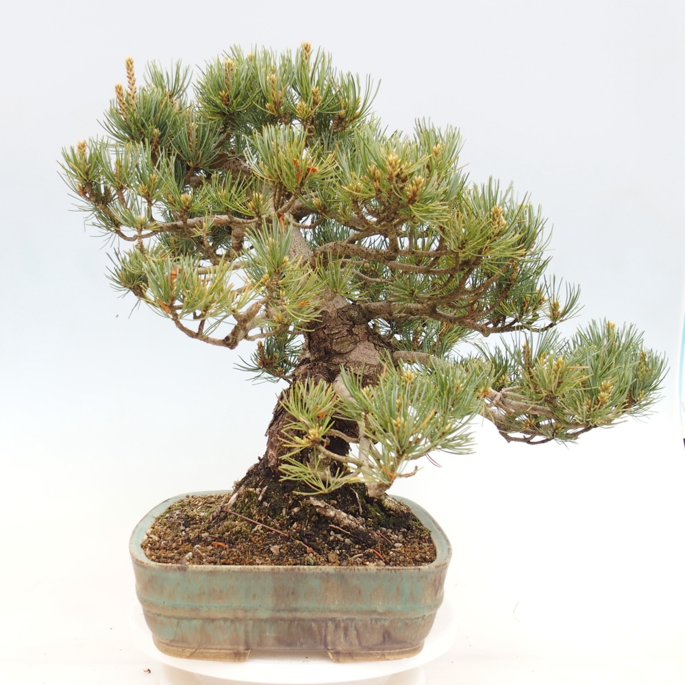 Venkovní bonsai - Pinus parviflora - Borovice drobnokvětá