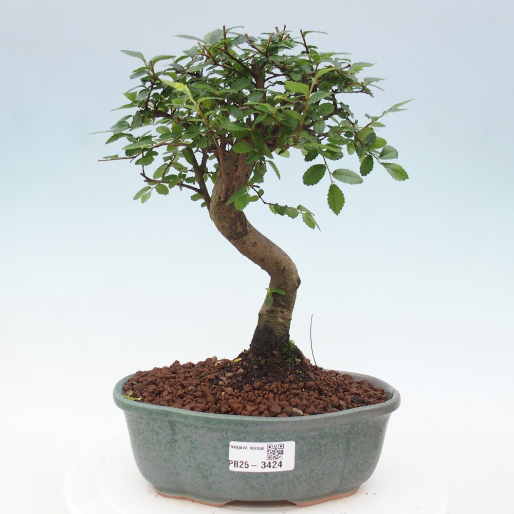 Pokojová bonsai - Ulmus parvifolia - Malolistý jilm