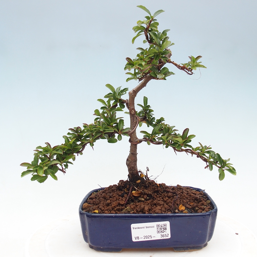 Venkovní bonsai-Pyracanta Teton -Hlohyně