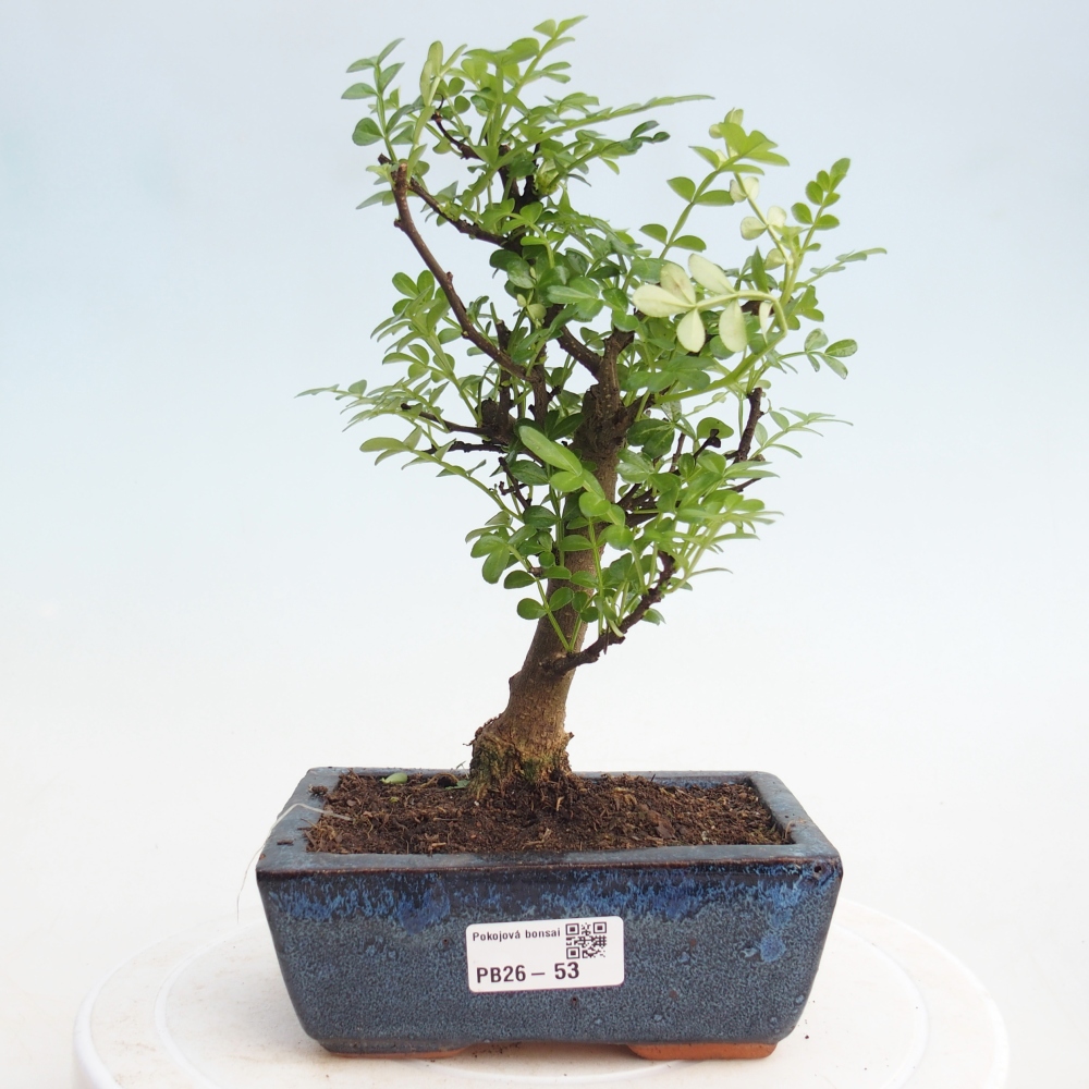 Pokojová bonsai - Zantoxylum piperitum - pepřovník