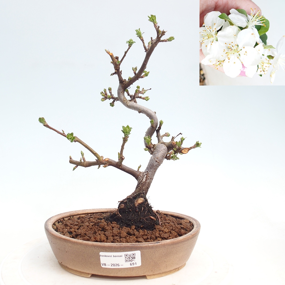 Venkovní bonsai - Malus sargentii -  Maloplodá jabloň