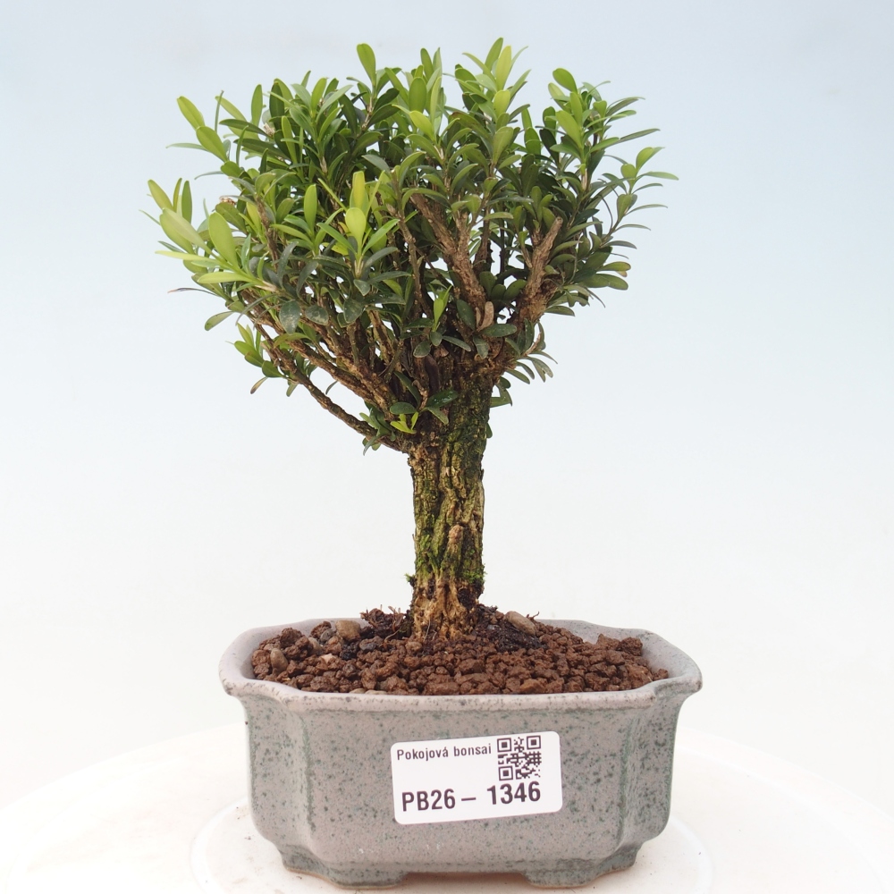 Pokojová bonsai - Buxus harlandii -korkový buxus