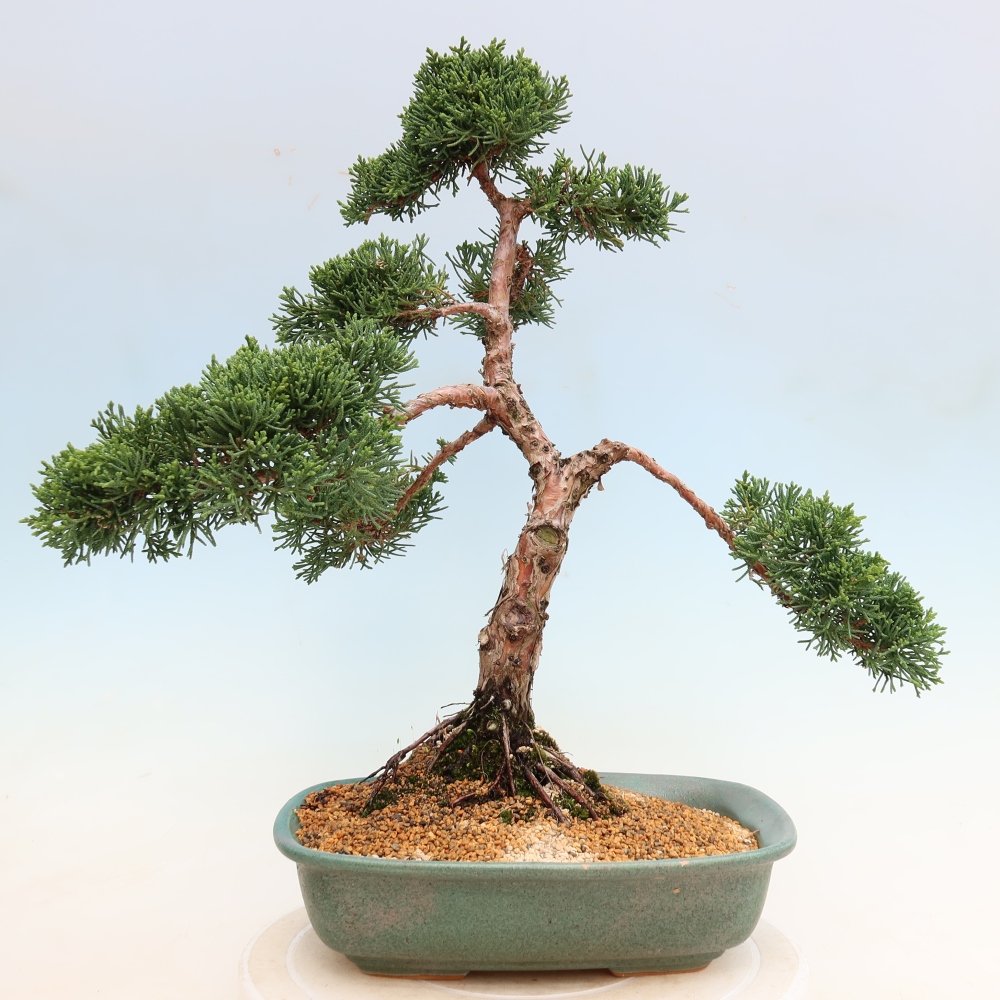 Venkovní bonsai - Juniperus chinensis Kishu -Jalovec čínský