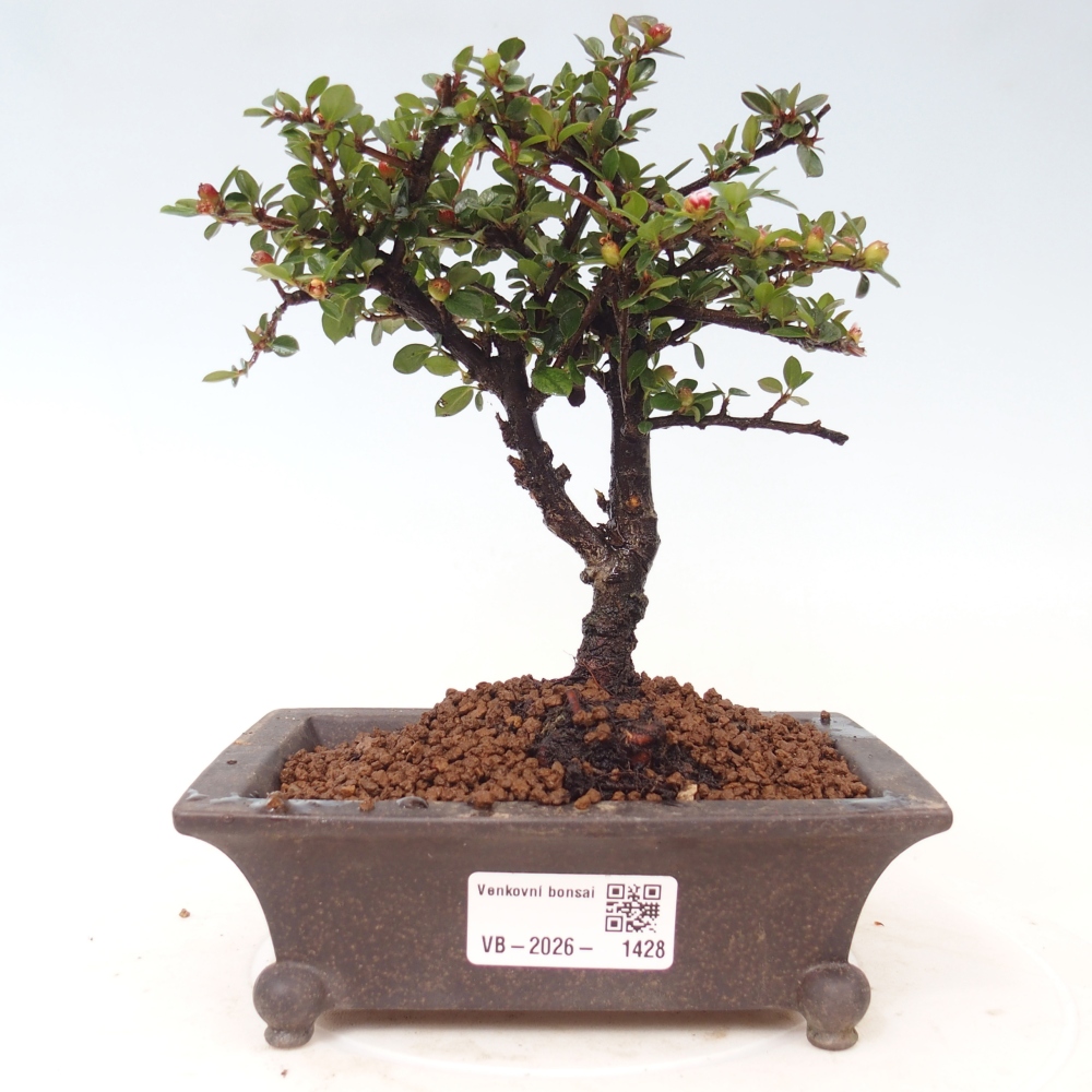 Venkovní bonsai - Cotoneaster horizontalis - Skalník