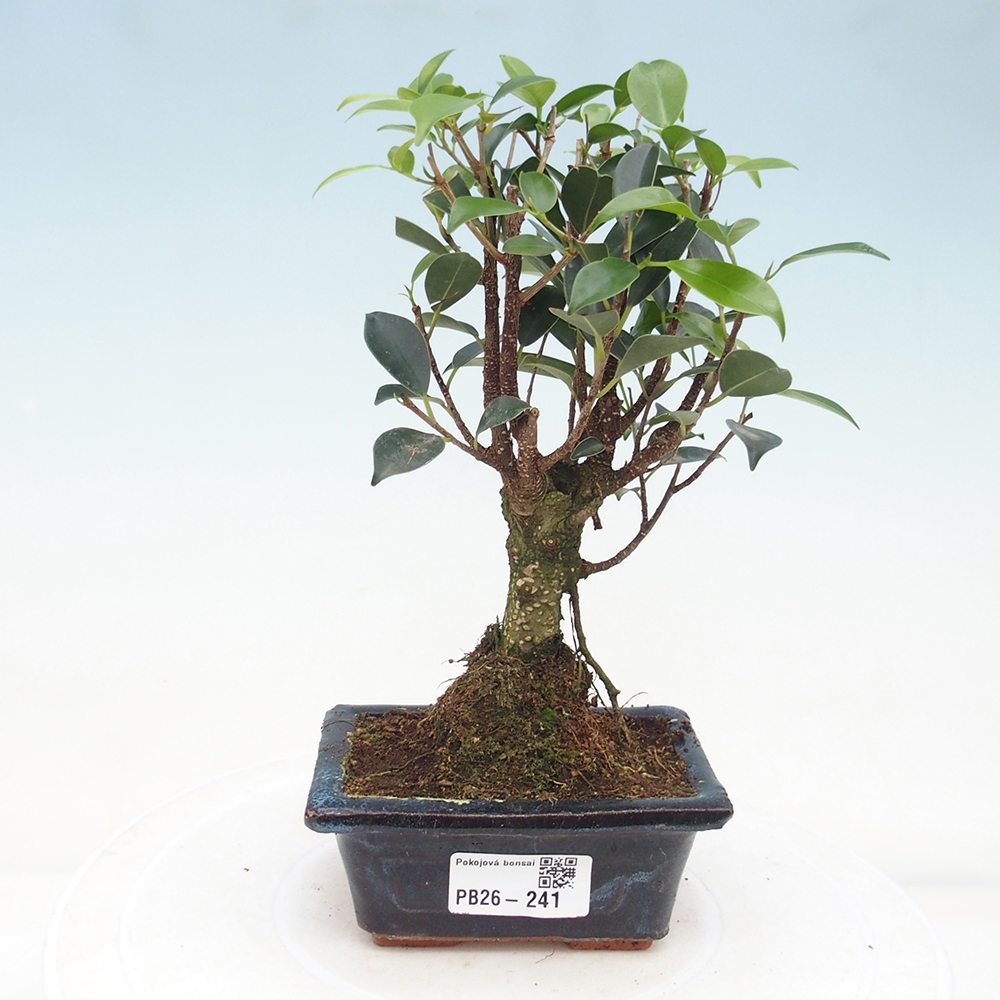 Pokojová bonsai Ficus retusa kimmen
