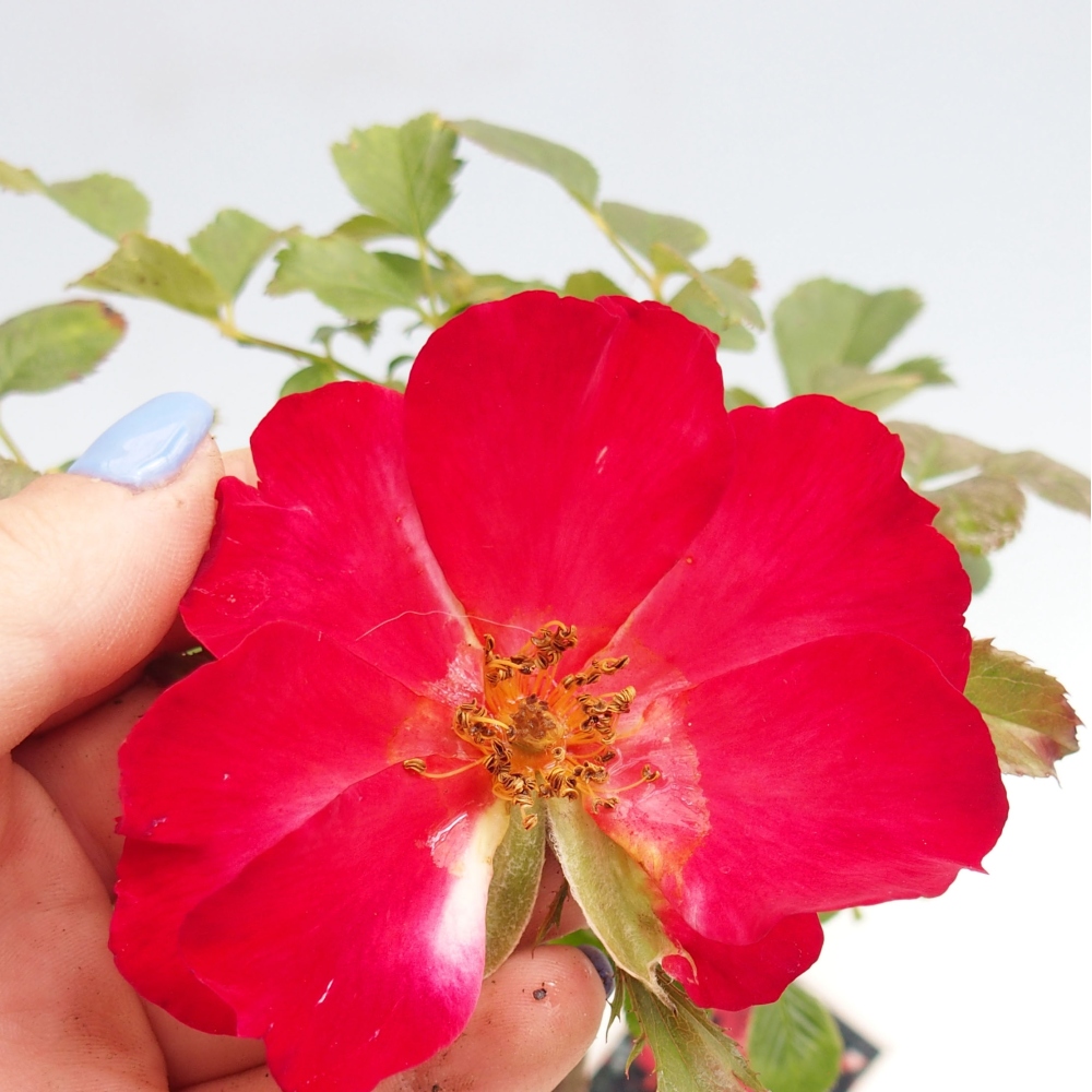 Venkovní bonsai - Rosa Kordes -  růže
