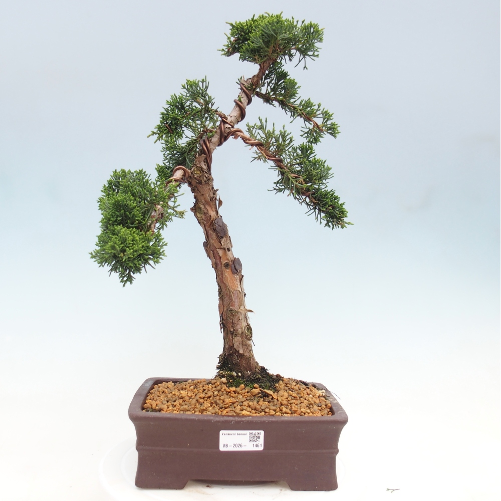 Venkovní bonsai - Juniperus chinensis Kishu -Jalovec čínský