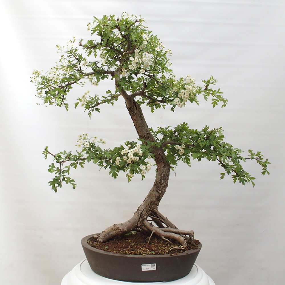 Venkovní bonsai - Hloh - Crataegus monogyna