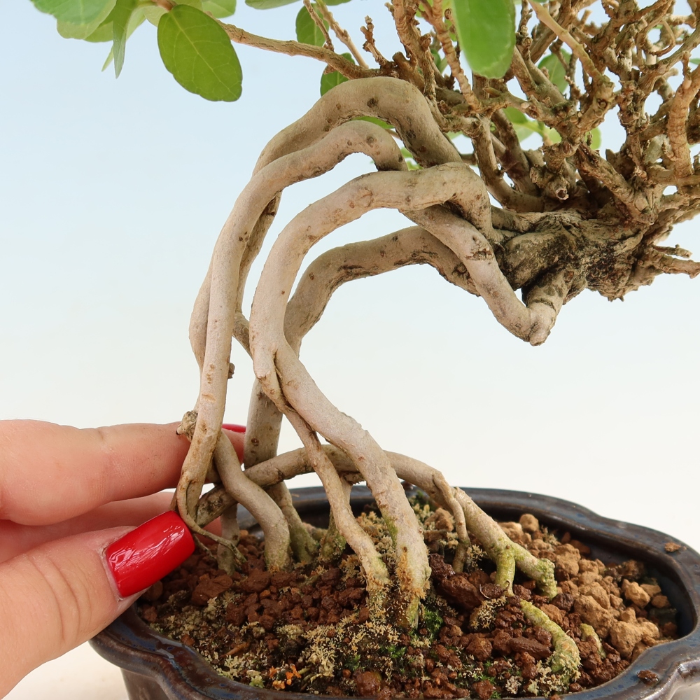Pokojová bonsai - Premna serratifolia  - Kozlovoň malolistá