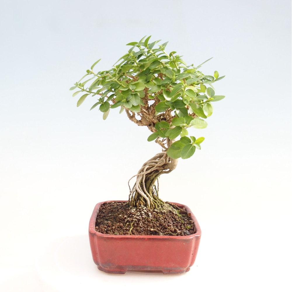 Pokojová bonsai - Premna serratifolia  - Kozlovoň malolistá
