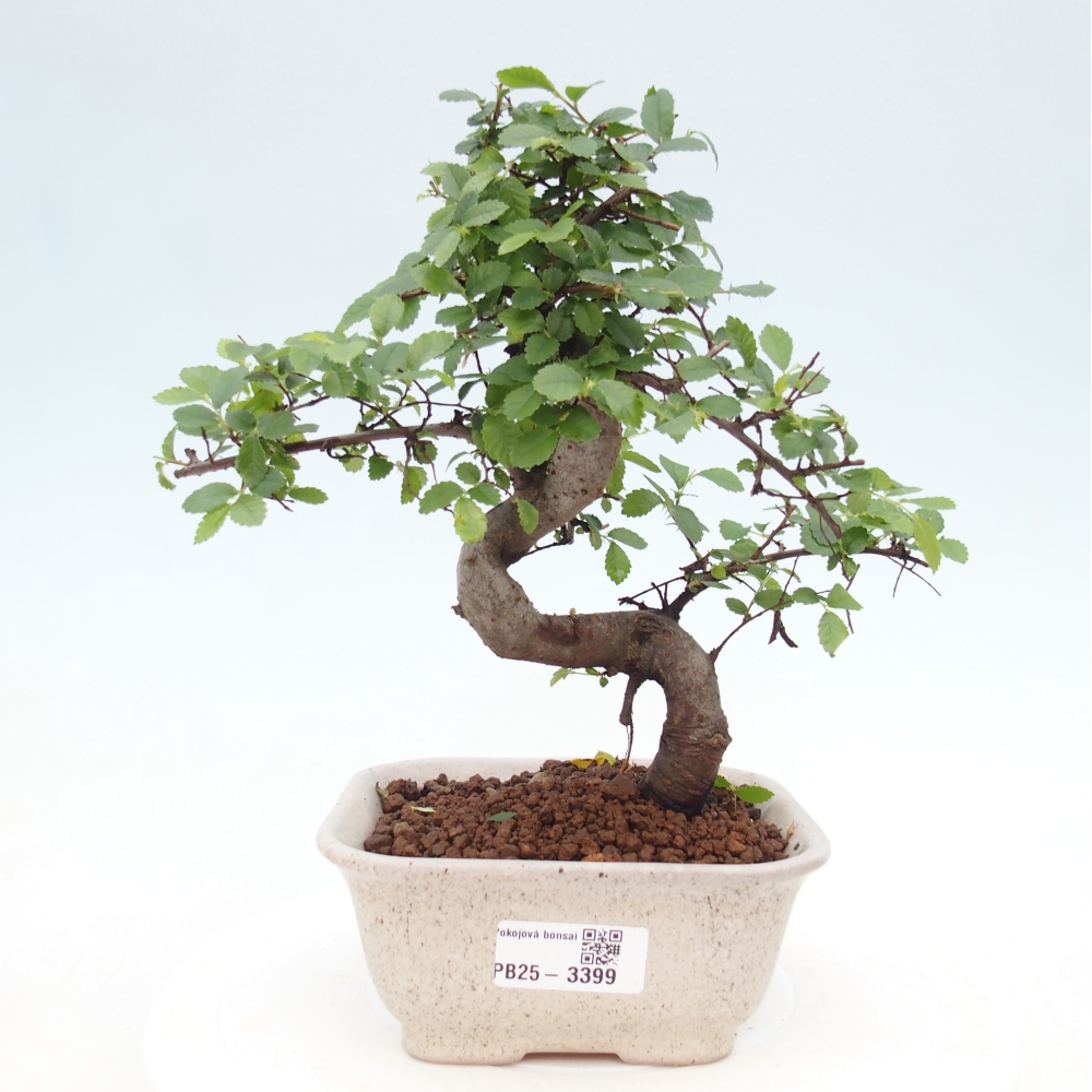 Pokojová bonsai - Ulmus parvifolia - Malolistý jilm