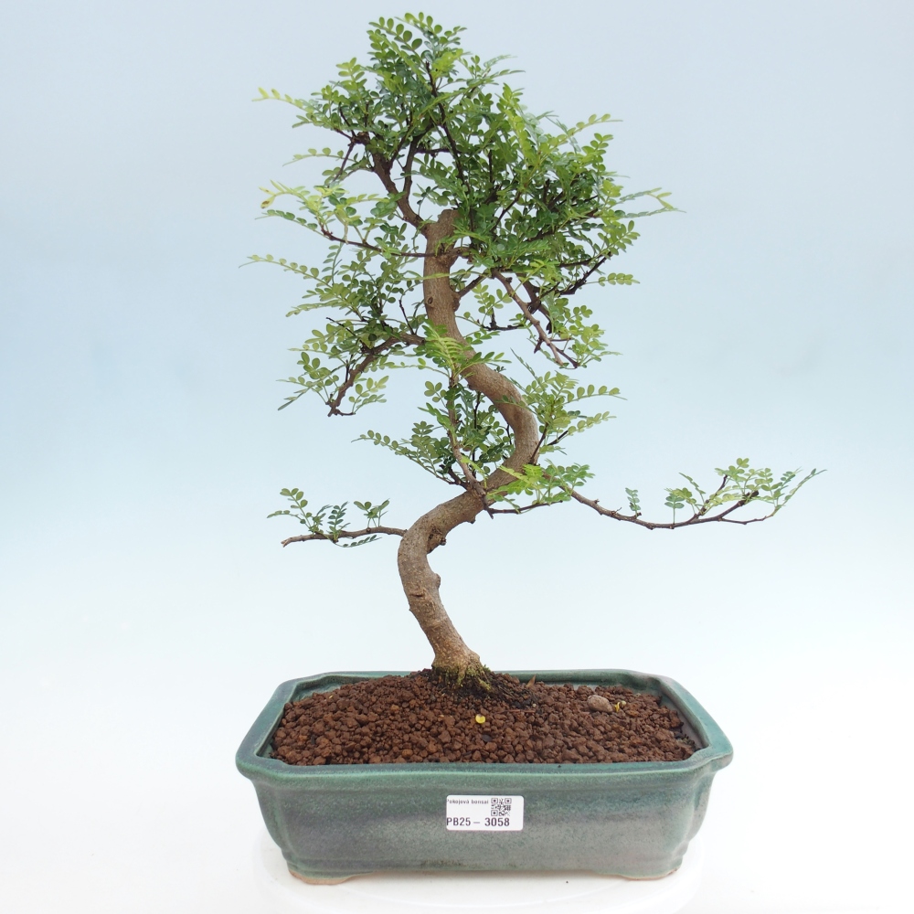 Pokojová bonsai - Zantoxylum piperitum - pepřovník