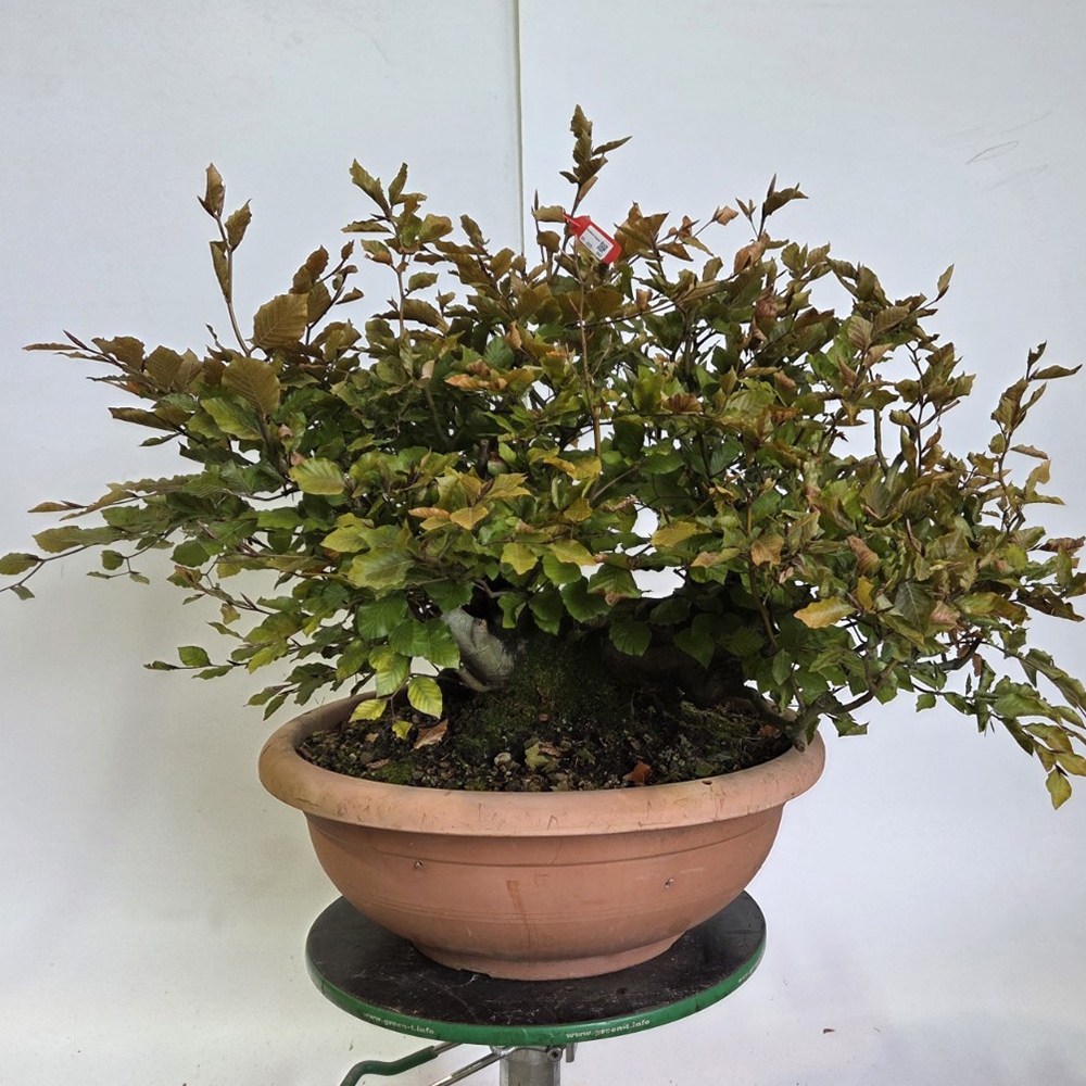 Venkovní bonsai-Fagus sylvatica