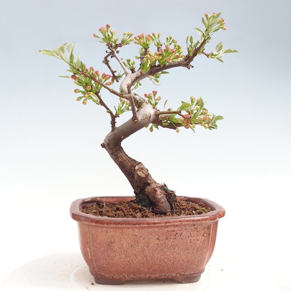 Venkovní bonsai - Malus sargentii -  Maloplodá jabloň