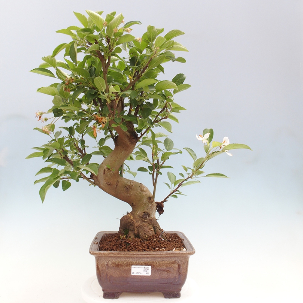 Venkovní bonsai -Malus halliana - Maloplodá jabloň