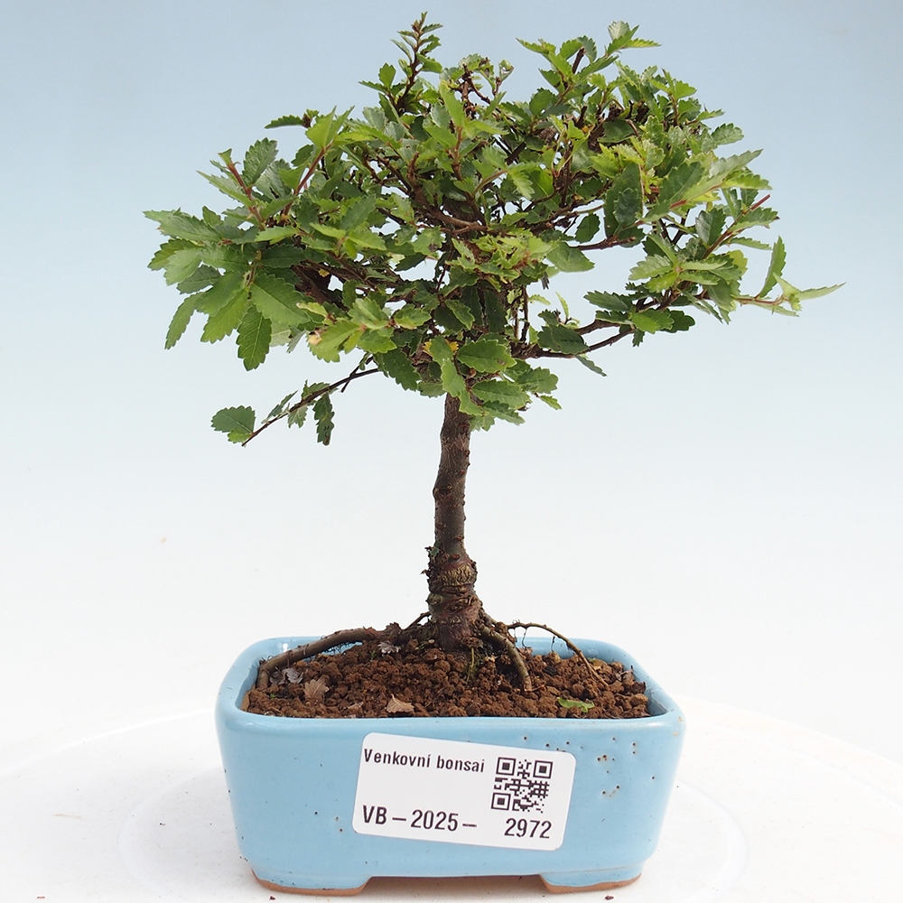 Venkovní bonsai - Ulmus parvifolia Sagei - Malolistý jilm