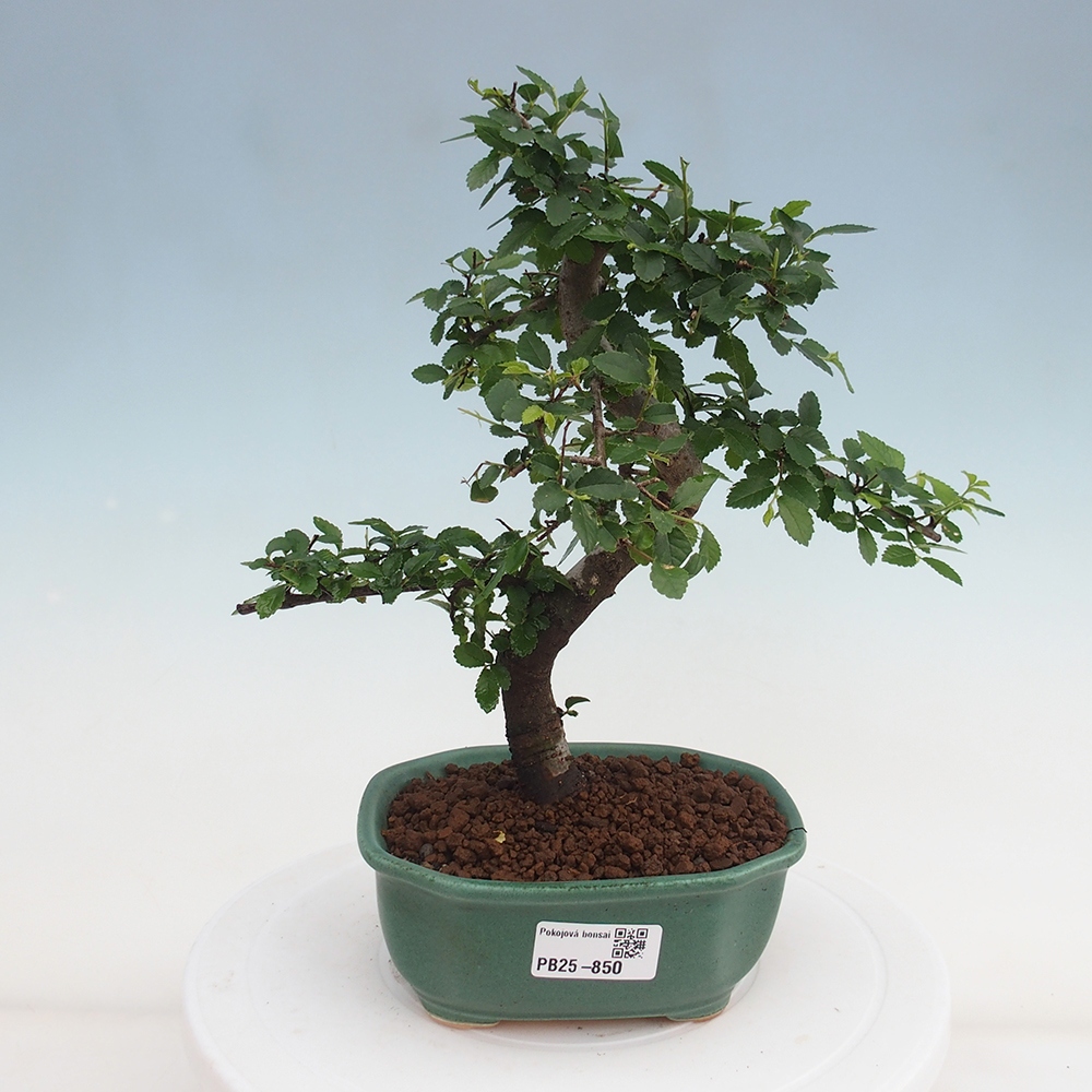 Pokojová bonsai-Malolistý jilm 