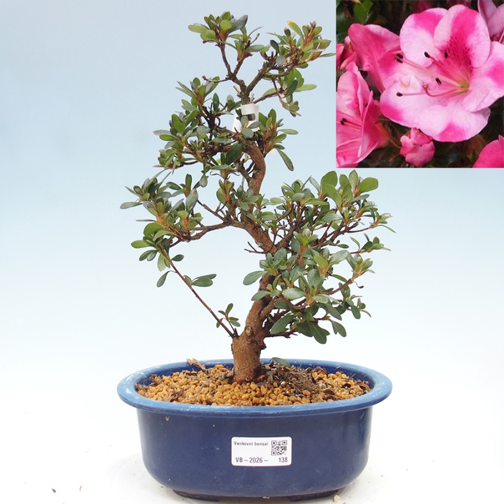 Venkovní bonsai - Japonská azalka - Azalea Kobai