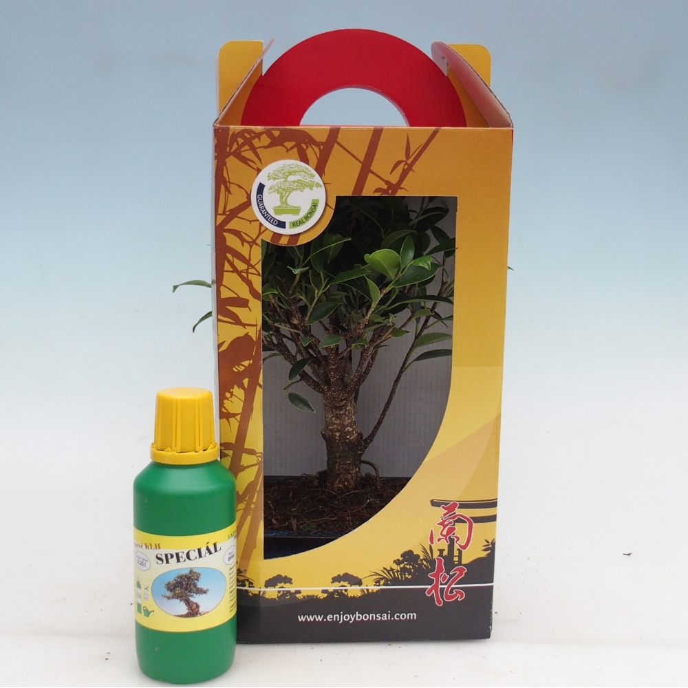 Pokojová bonsai v dárkové krabičce Ficus retusa - malolistý fíkus
