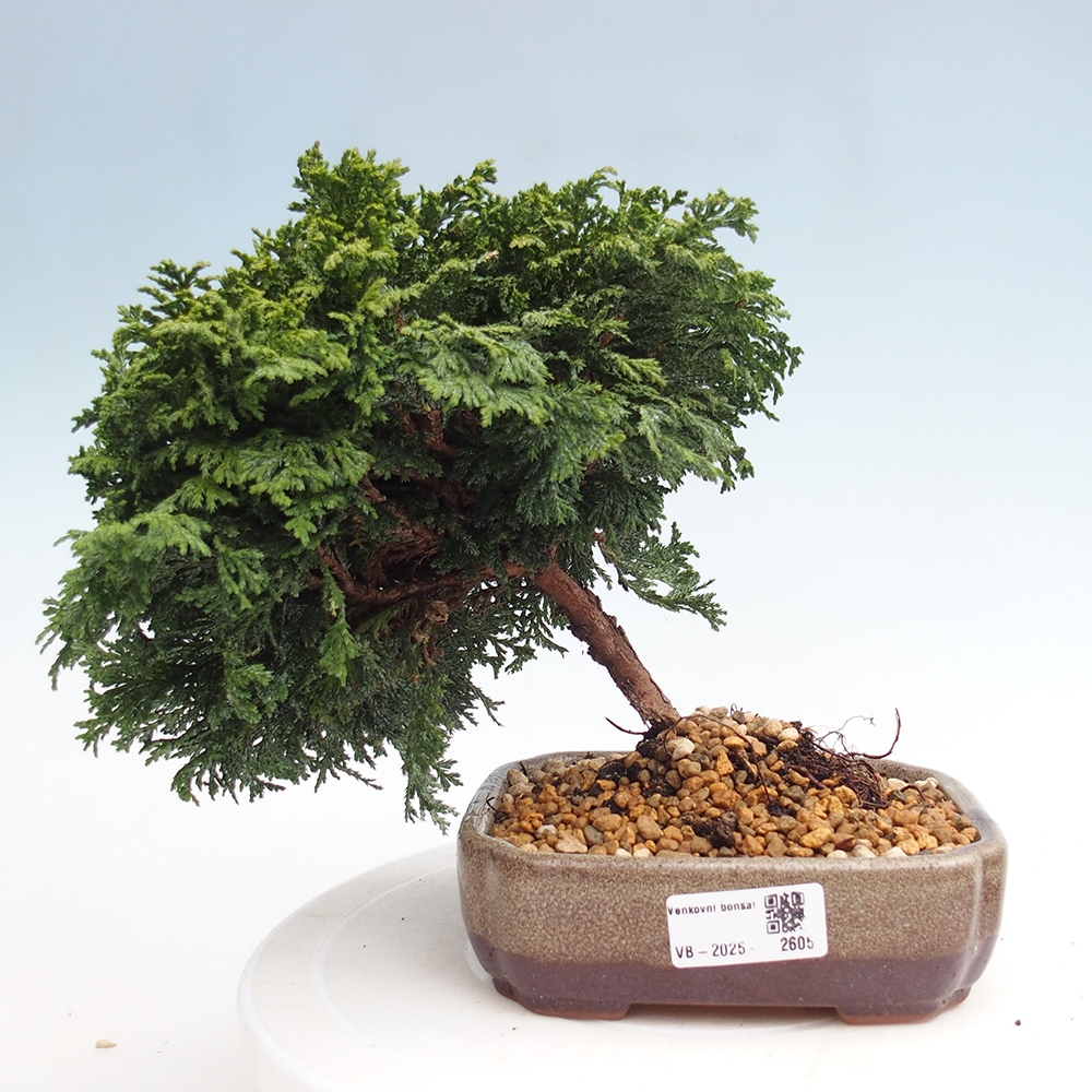 Venkovní bonsai - Cham.pis Parslori - Cypřišek